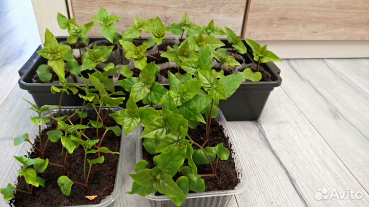 Мирабилис (рассада)