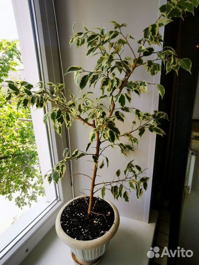 Фикус де Гантель