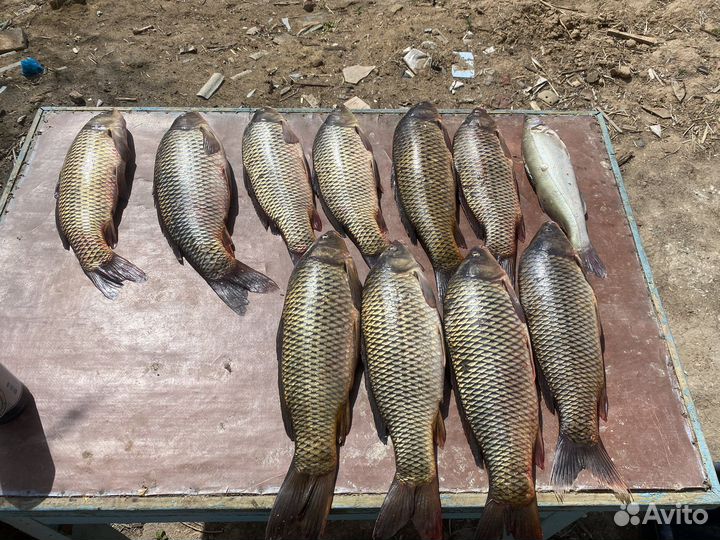 Рыбалка в Астраханской области