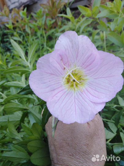 Многолетние цветы, кустарники