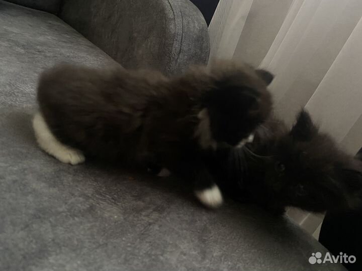 Котята от вислоухой