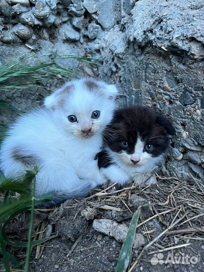 Отдам в добрые руки котят