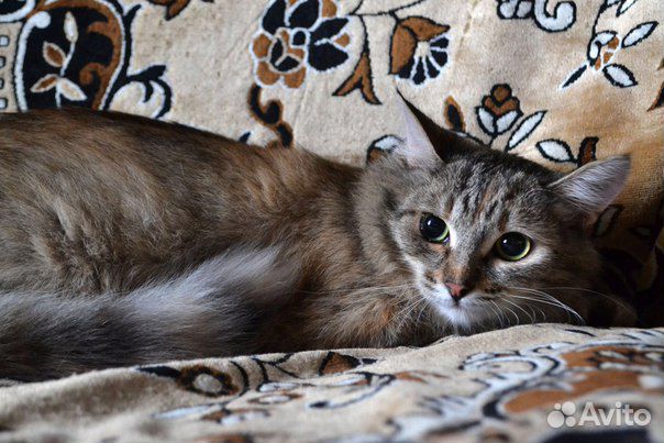 Кошка в добрые руки