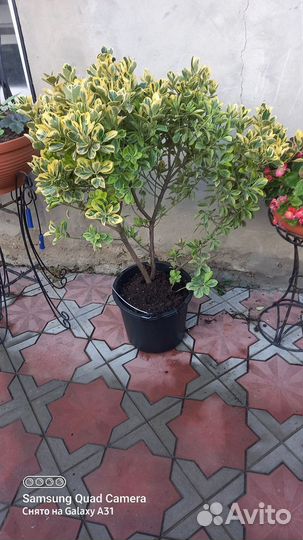 Бересклет японский