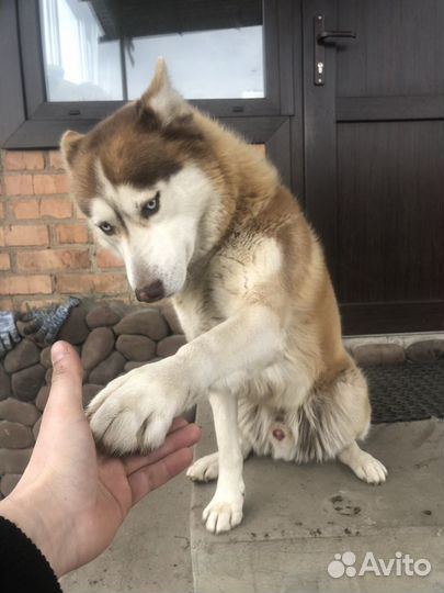 Сибирский хаски Кобель Вязка