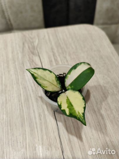 Хойи Разные