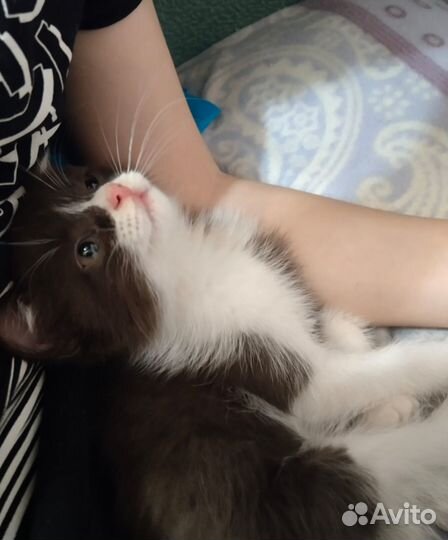 Котенок красавчик мальчик
