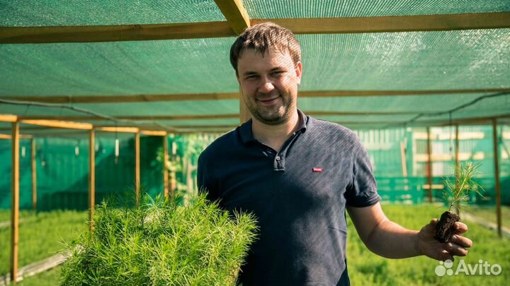 Сеянцы хвойных культур