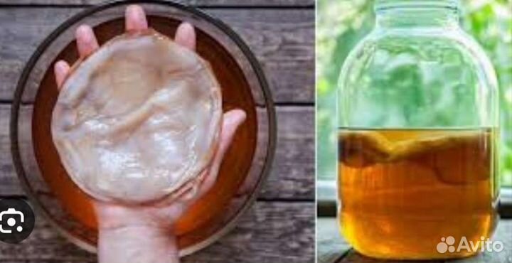 Чайный гриб