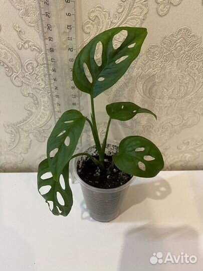 Монстера адансона