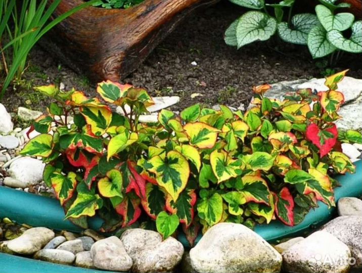 Хаутюния и растения в дизайне сада и водоема