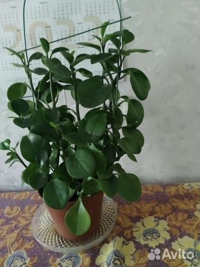 Взрослая пеперомия в пластиковом горшке
