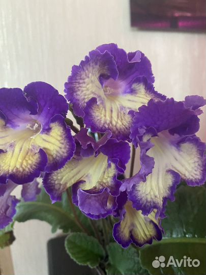 Стрептокарпусы