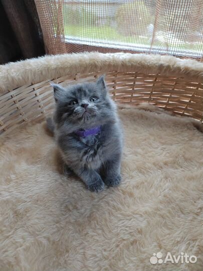 Британские котята