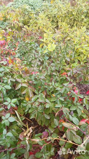 Ежевика небеса могут подождать