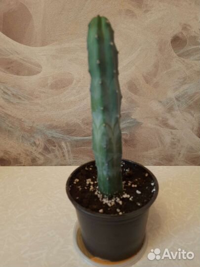 Миртиллокактус геометрический