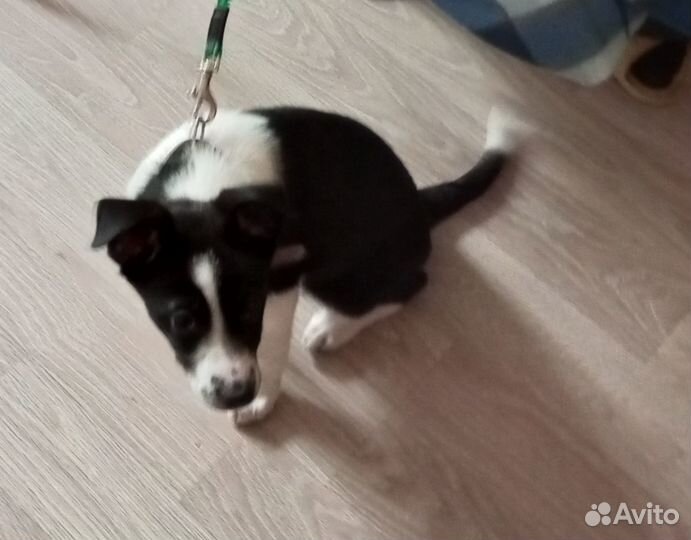 Активный щенок Майло