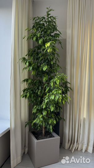 Фикус 2 метра
