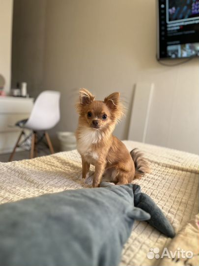 Вязка кобель чихуахуа