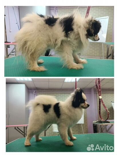 Модели собак