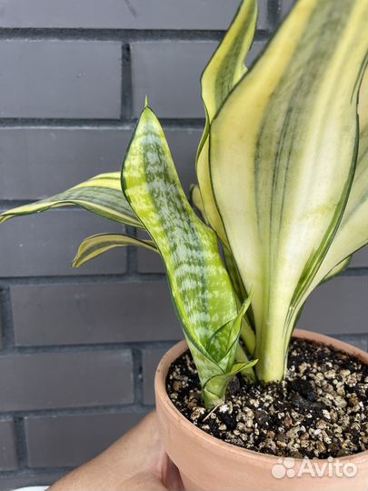 Сансевиерия асахи