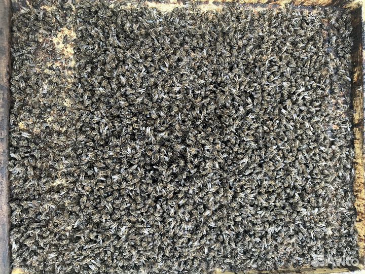 Пчелиный подмор