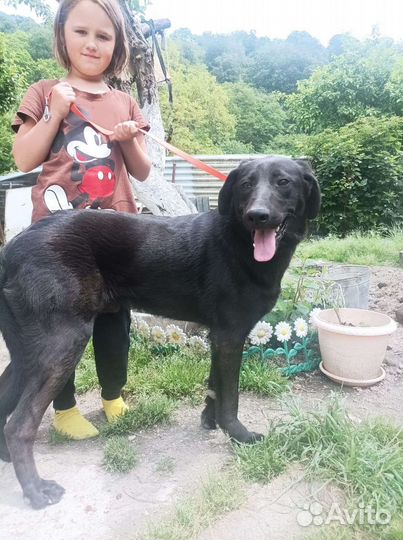 Собака в добрые руки