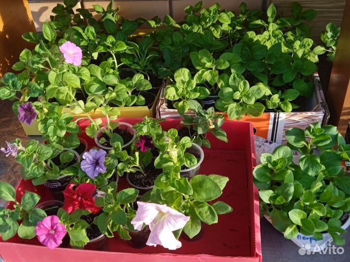 Рассада Петунии, бархатцы, астры