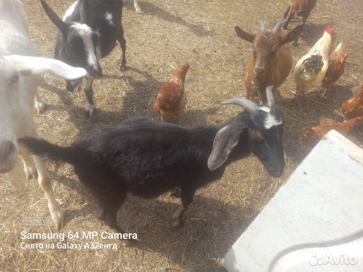 Нубийские козел на мясо