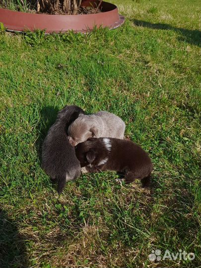 Щенки чихуахуа