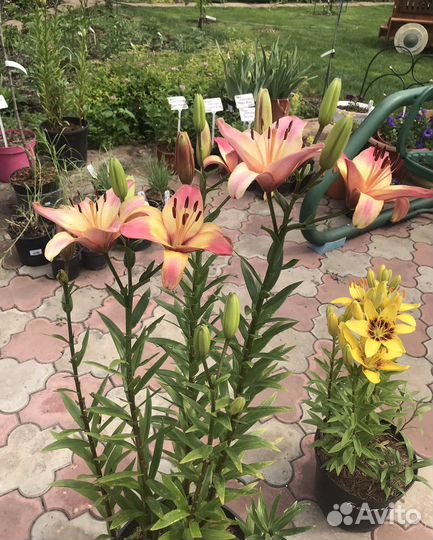 Лилия азиатская ‘Corrida’