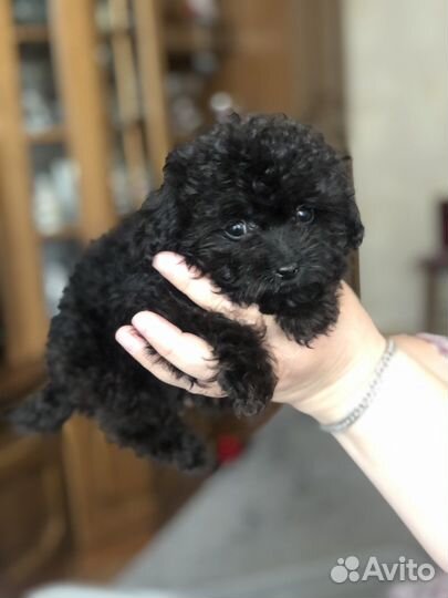 Тикап мальтипу f1 мини