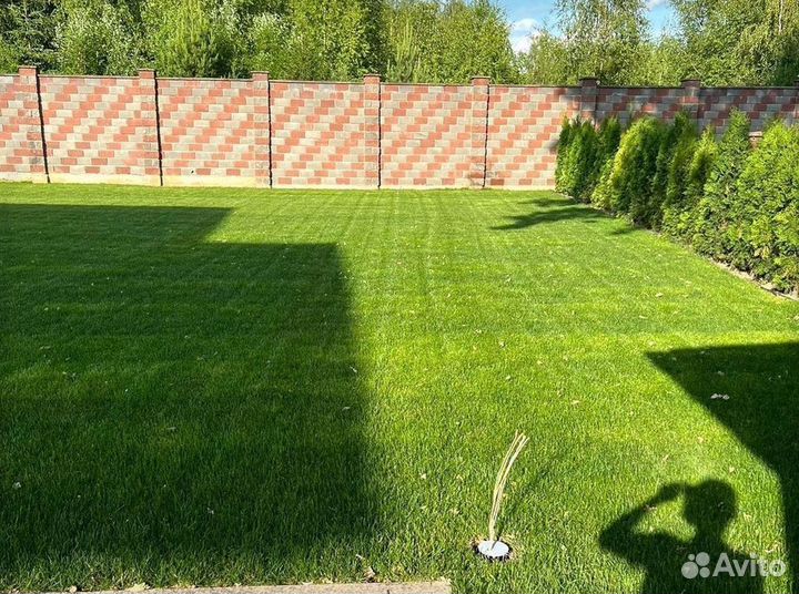 Натуральный рулонный газон 100% мятлик