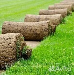 Газон рулонный купить в Домодедово | Товары для дома и дачи | Авито