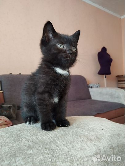 Малышка ищет дом