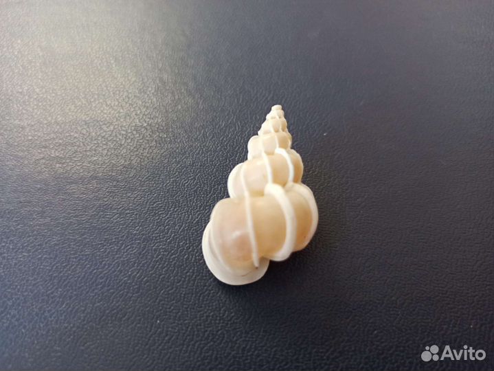 Морская раковина