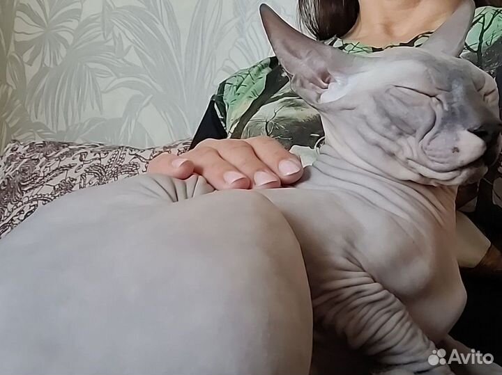 Котоняня