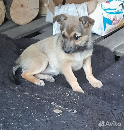 Отдам в хорошие руки щенков