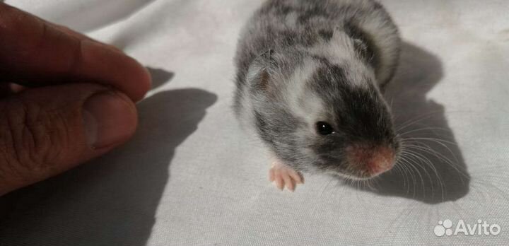 Хомяки экзотических цветов