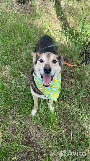 Спасите собаку из приюта