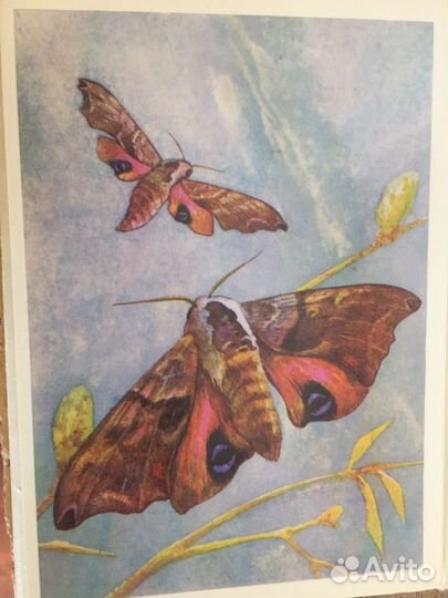 Набор открыток,Бабочки, 1975