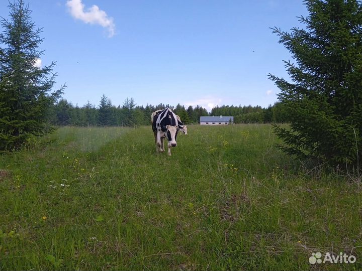 Ферма, участок