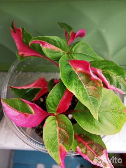 Хойя Карноза, Альтернантера, Алоказия Зебрина и др