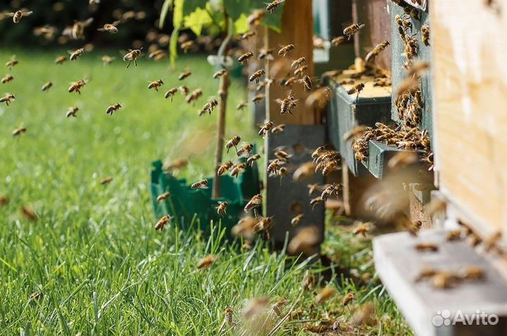 2024 Мёд натуральный алтайский опт