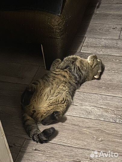 Шотландский вислоухий кот