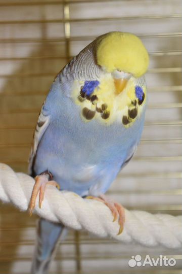 Выставочный волнистый попугай ввп Чех