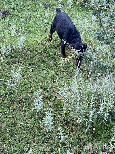 Собака ягдтерьер