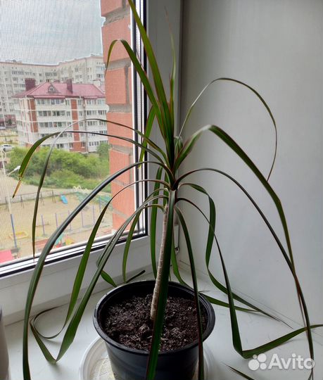 Драцена маргината (окаймленная)