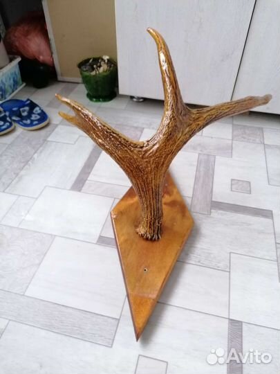 Продам рога лося