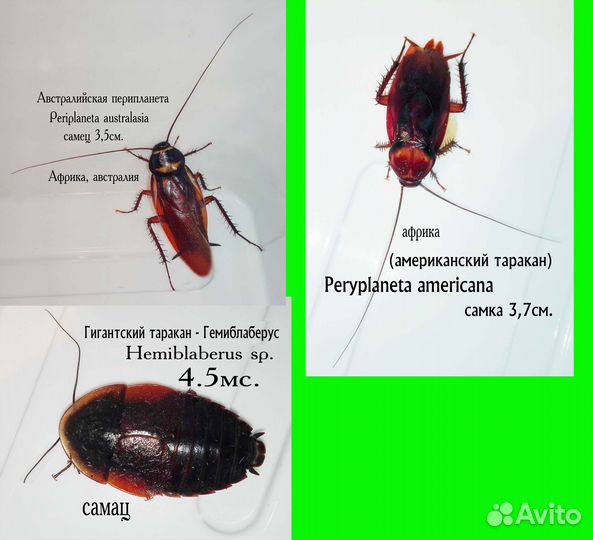 Кормовые тараканы для рептилий и пауков от 2-7см